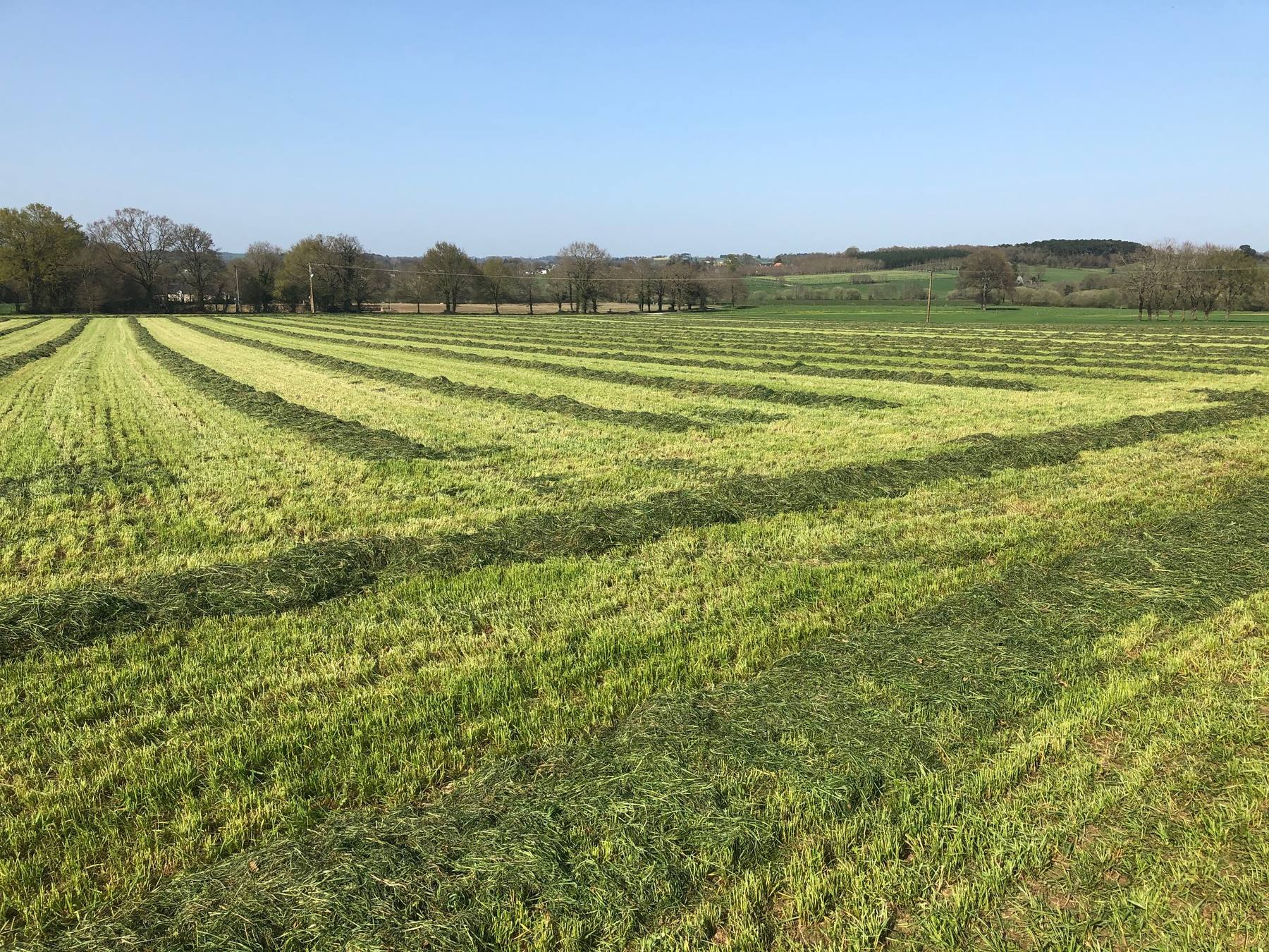 Prairie fauchée, andains en ligne