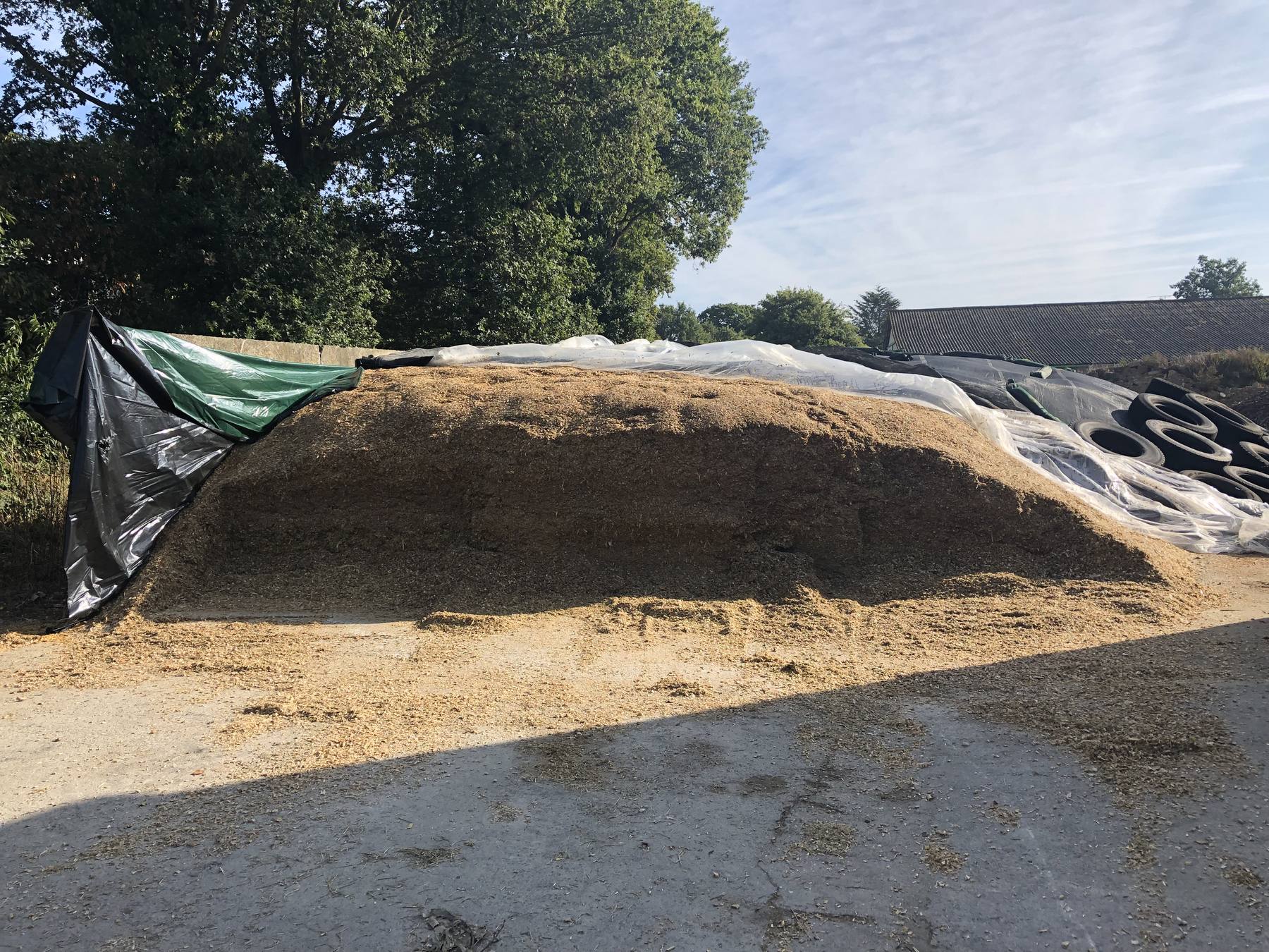 Silo de maïs sous bâche, front d'attaque ouvert